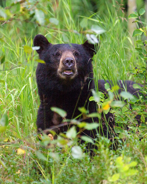 Black Bear Near the Glacier Highway
