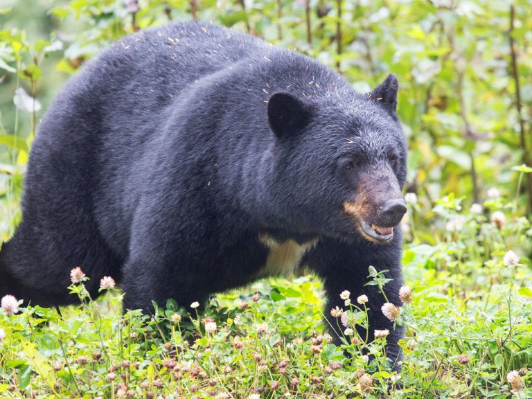 Black Bear Outside of Stewart