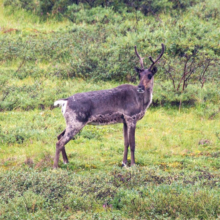 Caribou at Denali