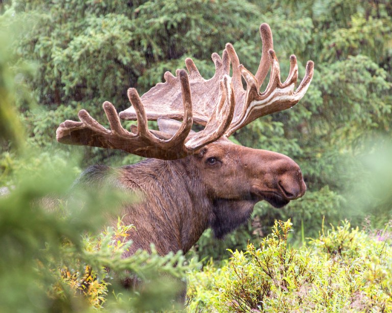 Denali Moose in the Rain