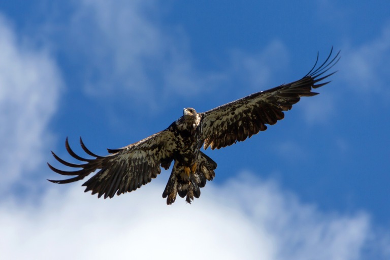 Golden Eagle at Kobuk Valley National Park