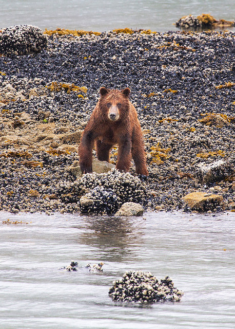 Grizzly Mom at Glacier Bay NP