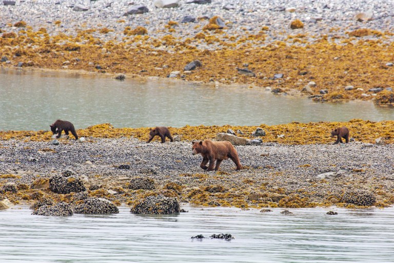 Grizzly Mom with Three Cubs