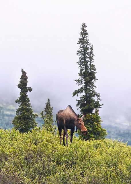Moose on a Cloudy Morning in Denali