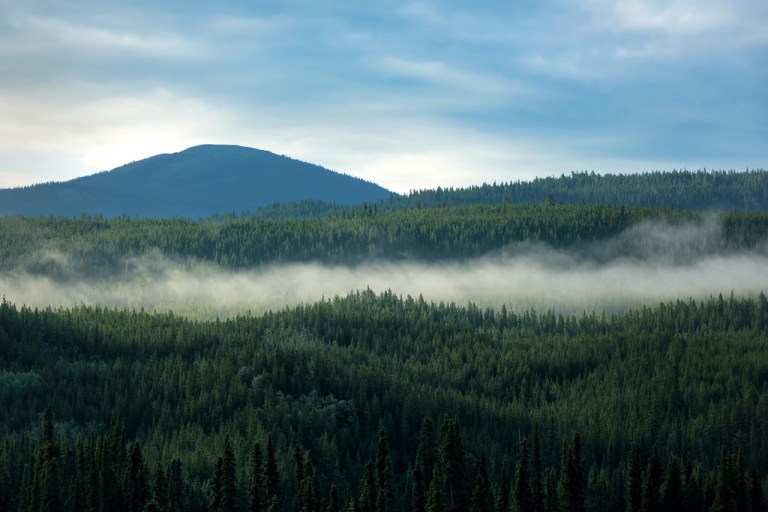 Morning Light Along the Alaska Highway