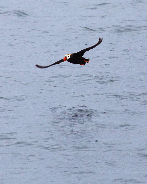 Puffin at Glacier Bay