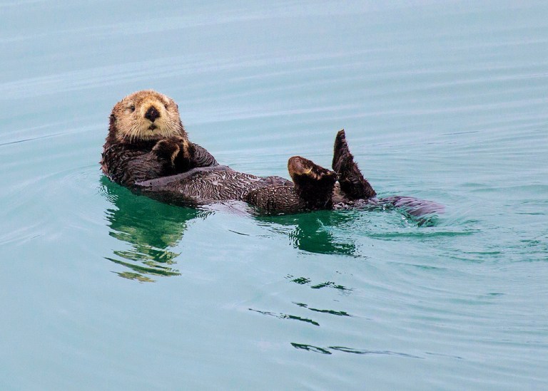 Sea Otter at Glacier Bay National Park