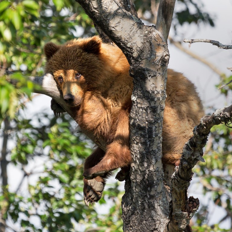 cub-adult-up-a-tree