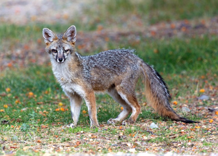 Fox at Great Basin NP