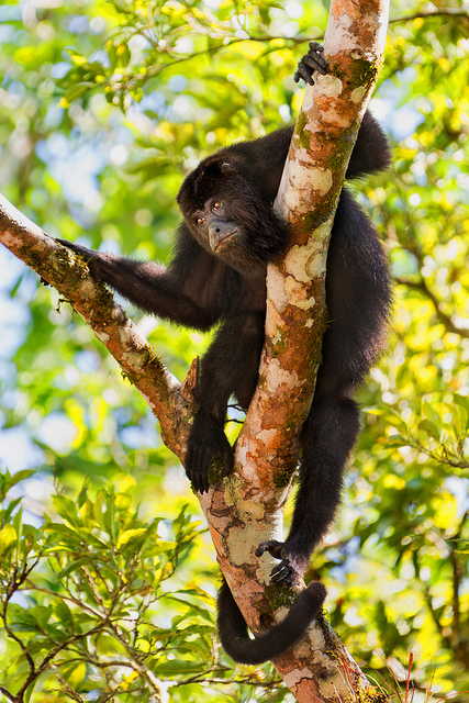 howler-monkey-at-tikal
