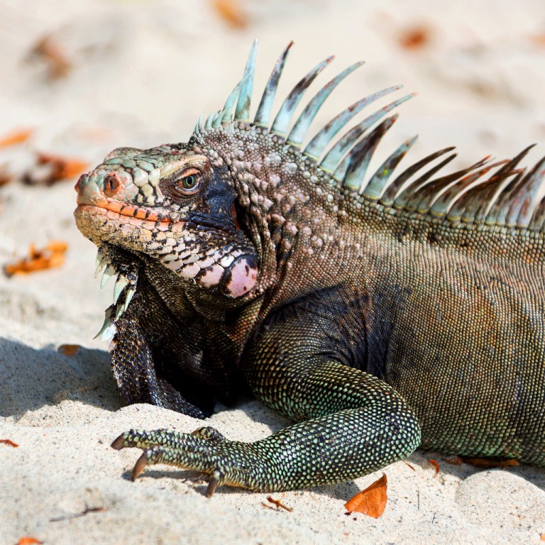 iguana-at-cinnamon-bay