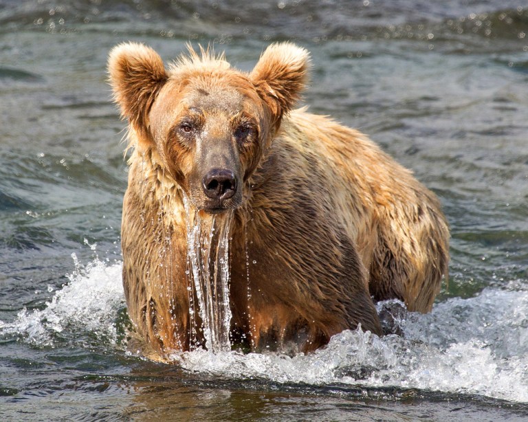 katmai-bear-after-snorkeling