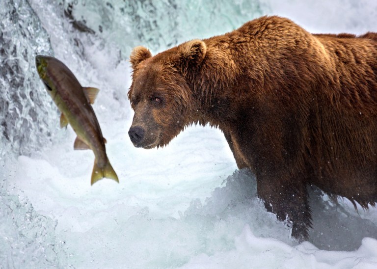 katmai-bear-tracking-salmon