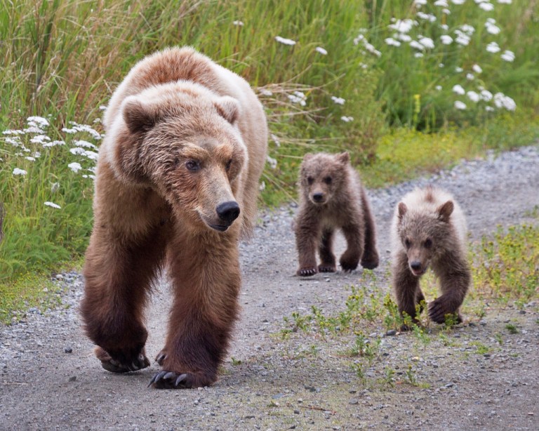 katmai-grizzly-mom-with-cubs