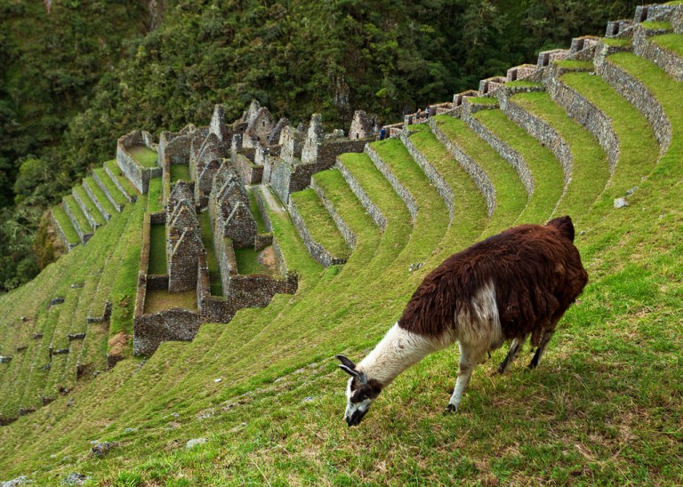 llama-at-winay-wayna