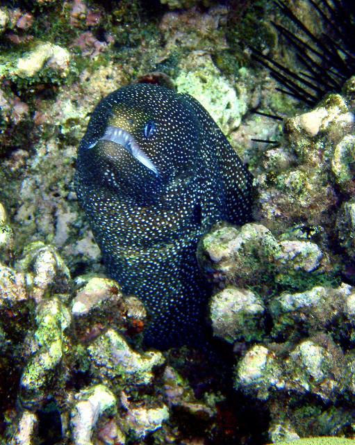Moray Eel Straight On