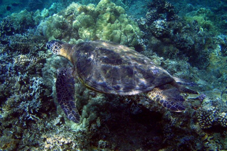 Sea Turtle