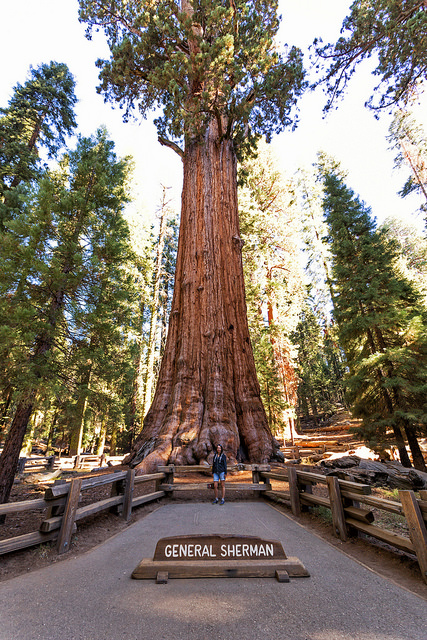 marie-at-general-sherman