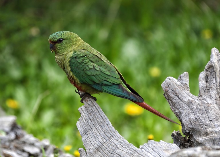 austral-parakeet-on-the-fitz-roy-trail