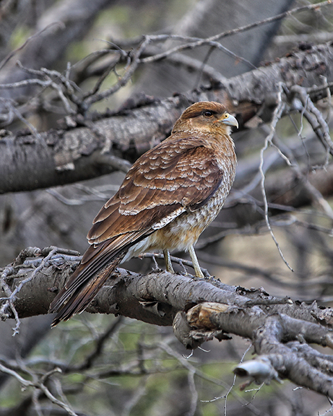 bird-of-prey-at-torres-del-paine