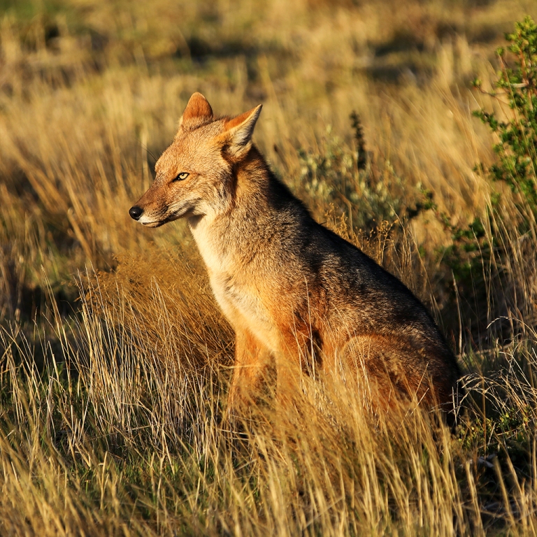 early-light-on-patagonian-fox-near-paine-grande