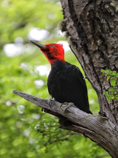 magellanic-woodpecker-portrait