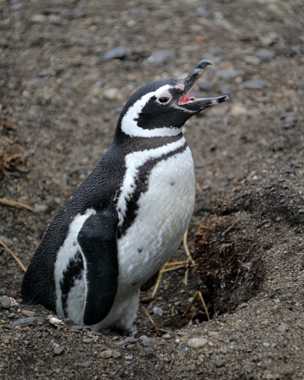 barbaric-penguin-yawp