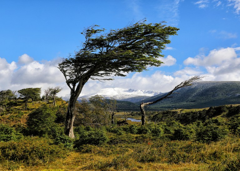 flag-tree-in-estancia-harberton