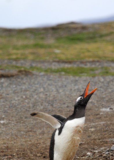 gentoo-penguin-portrait