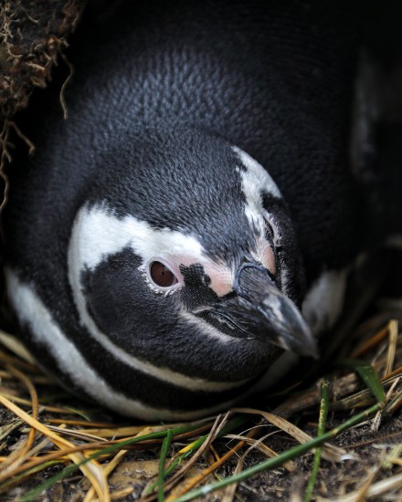 nesting-penguin