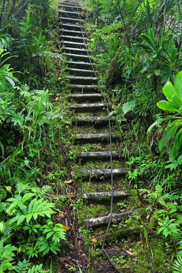 jungle-trail-ladder