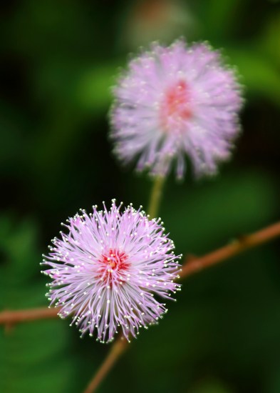 pink-flower-on-mount-alava-trail