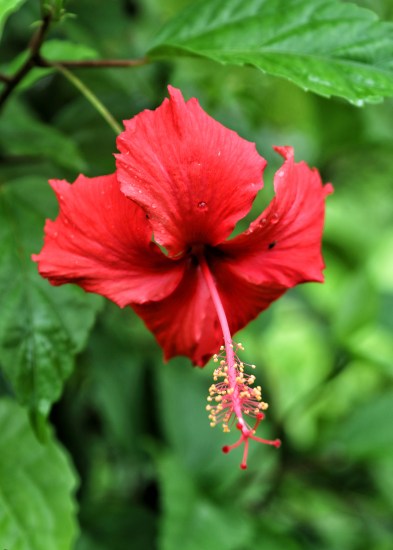 red-flower-on-mount-alava-trail