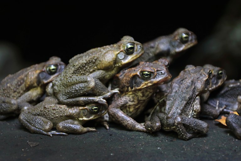 toad-togetherness